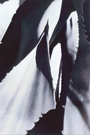 Agave, photograph, 24.5 x 8.25 In an extremely tight closeup, agave cactus leaves create pointy contrasting images of reflected light and dark shadows.